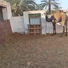 قعدان مفاريد