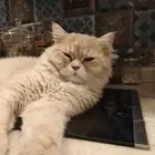قط للتبني عمره 11 شهر