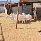 بهم طليان حري للبيع