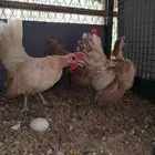 دجاج سيراما