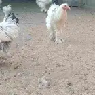 ديك ودجاجه براهما للبيع