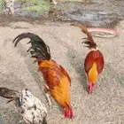 بلدي حاضن ومنتج