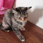 قطه ل التبني تحب تلعب مره