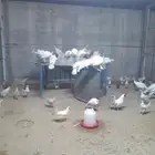 دجاج رومي وديوك فيومي