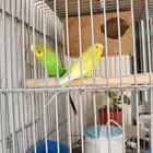 عصافير بادجي زوجين بصحه جيده