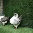 كنق مودينا امريكي بوت