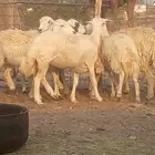 السلام عليكم ورحمة الله وبركاته رخال حريه العدد 7 دفيع