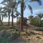 مطلوب نخل من سته متر