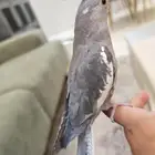 كروان هولندي اليف
