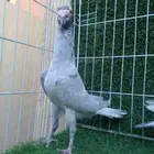 جوز سواعي بأنتاجه مستوا وعينك ميزانك
