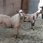 2 تيوس عماني 1عمرسنه وشهرين وثاني 5اشهر