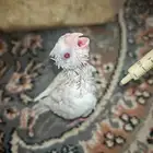 للبيع كروان البينو