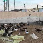 بط مصري