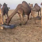 ناقه دهماء ساحليه ملاقي