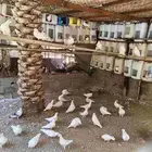 حمام فرنسي