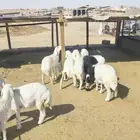رخال حريات