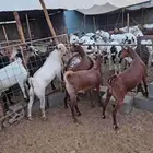 تيوس جنوبيه من محايل عسير ورخال رفيديه من جيزان