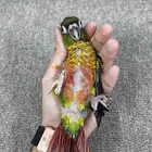 كنيور يلو سايد