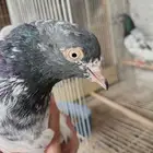 للبيع حمام باكستاني