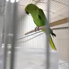 أنثى درة للبيع