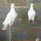 السلام عليكم حمام زينه بلجيكي ورقاص ورمي وفرنسي