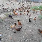 صوص بلدي