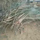 جريد نخل توه مقصوص بالخرج