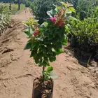 مزرعة الياسمين