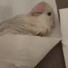 روز اليف