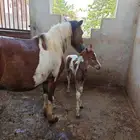 خيل فرس