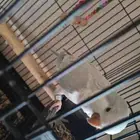 كويكر بلو صحه فل متكلم