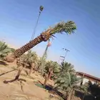 تنضضف نحل قليلا نظيف.تكرب.وشنتن