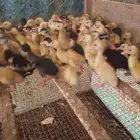موجود صوص بط بكيني