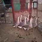 وز عراقي كوبرا للبيع