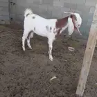 عنز ثنيه بالقريات