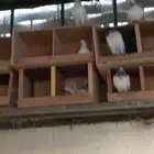 حمام باكستاني