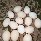 متوفر بيض دجاج بلدي وبيض سمان
