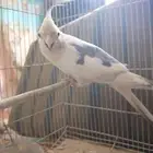 كوكتيل بغبغاء ابيض معا طبعه رمدي بضهر