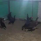 موجود دجاج باكستان