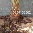 نحل قليلا نظيف