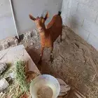 ما شاء الله تبارك الله 100
