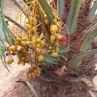 ايوجد الدنيا جميع انواع النخل
