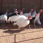 موجود ديوك رومي