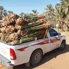 مقاول شبوك ونخيل