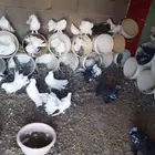 موجود حمام زينه