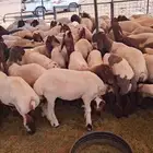 حلاق غنم مكينه