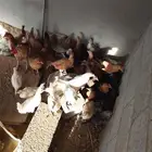 عندي دجاج كبار من ثلاثه شهور الى اربعه شهور الى ثمان شهور عل