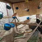 حمام خربزي هولندي
