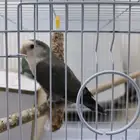 زوج روز قوي