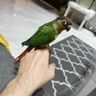 كنيور يلو سايد أليف تم البيع